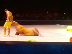 -珠海横琴长隆《卡卡虎奇遇记》