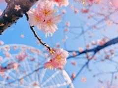 -顾村公园