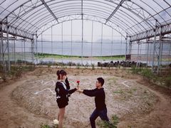 -海上花岛玫瑰园采摘