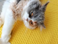 -Sweet cat·星愿猫咖(国贸大厦店)