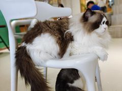 -藏猫猫咖啡主题馆(中央大道店)