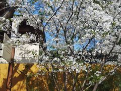 -龙华寺