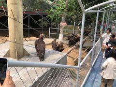 -西霞口神雕山野生动物世界