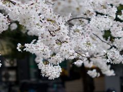 -玛格萝妮比萨屋(四平店)