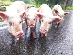 -硗碛藏寨·神木垒景区