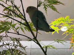 -王府茶楼茶宴·创意菜(朝阳公园店)