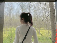 -合肥滨湖国家森林公园