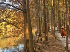 -上海海湾国家森林公园