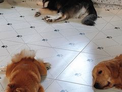 -毛绒耶耶撸宠馆·猫咖·狗咖·荷兰猪咖