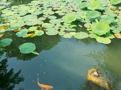 -观唐（国际）度假村温泉