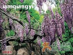 -龙口南山旅游景区