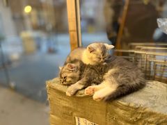 -猫咪派对(江南西店)
