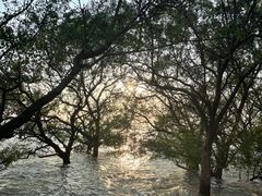 -宝安西湾红树林湿地公园