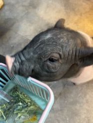 -神奇动物撸宠馆·羊驼·小浣熊·异宠(豫园店)