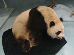 -国家自然博物馆