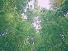 -龙寺生态园