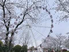 -顾村公园