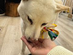 -柴迷FANS CLUB·柴犬狗咖·猫咖