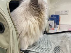 -凯特喵百思猫专科医院