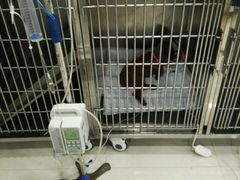 -骐奇宠物诊疗中心(南亭公路店)