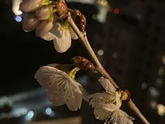 -九街淑芬掌中宝串串公司(两路金港国际店)