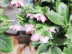 -双季花艺园艺市场(浦东店)