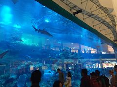 -迪拜水族馆及水下动物园