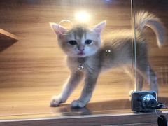-喵百万·布偶·蓝金金渐层英短·猫舍(百子湾店)