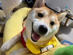 -逗柴咖啡屋·狗咖猫咖宠物桌游