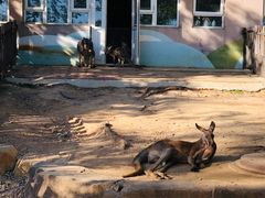 -大连森林动物园