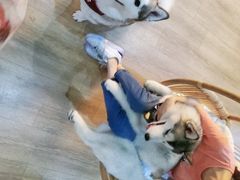 -Husky Go! 哈士奇体验馆·宠物咖啡厅狗咖