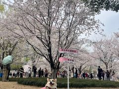 -西北湖绿化广场