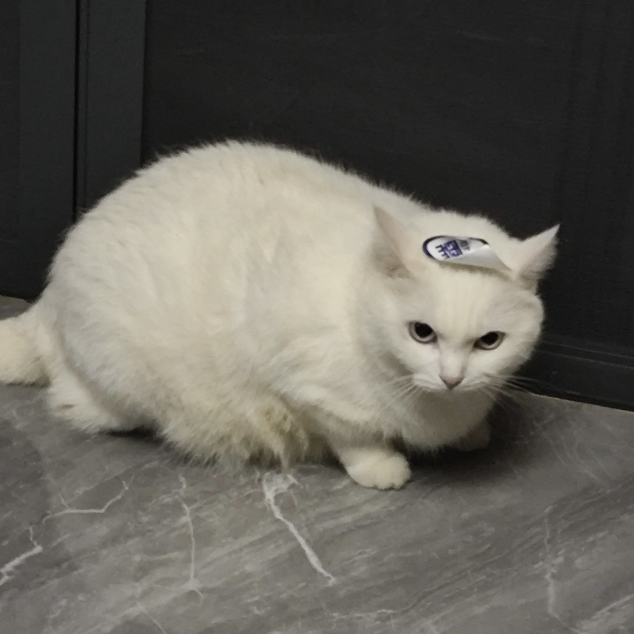 贴贴纸猫咪封印术