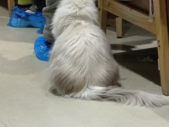 -藏猫猫咖啡主题馆(中央大道店)