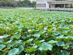 -荔湾湖公园