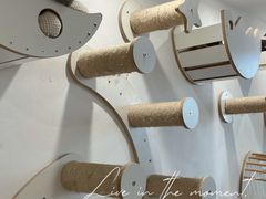 -楼上猫咖(罗湖店)