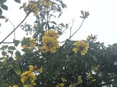 -五缘湾湿地公园