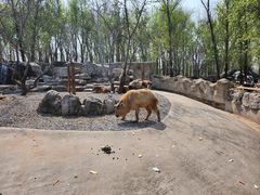 -北京野生动物园