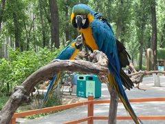 -北京野生动物园