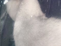 -荔康动物医院(康王北路店)