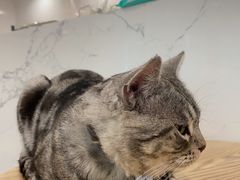 -楼上猫咖(罗湖店)