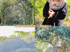 -南宁良凤江国家森林公园