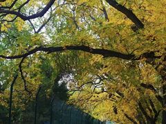 -三里屯东五街银杏大道