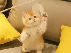 -猫十亿·布偶金渐层·曼基康矮脚猫舍(青年路店)