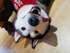 -Husky Go! 哈士奇体验馆·宠物咖啡厅狗咖