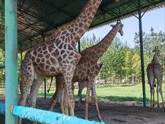 -秦皇岛野生动物园