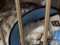 -米苏动物医院·犬猫专科·骨科外科内窥镜