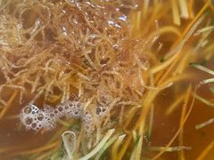 -知一馨香熏肉大饼(抚顺石化大学店)