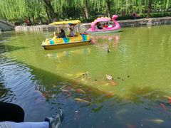 -团结湖公园
