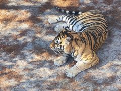 -上海野生动物园老虎餐厅